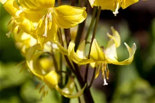Erythronium tuolumnense 'Pagoda'