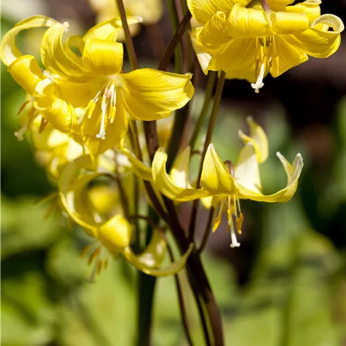 Erythronium tuolumnense 'Pagoda'