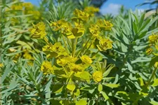 Euphorbia 'Blue Haze'
