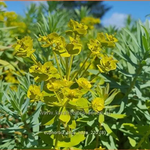 Euphorbia 'Blue Haze'