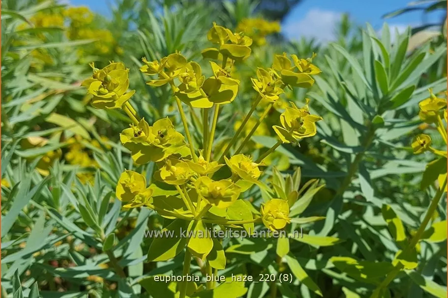 Euphorbia 'Blue Haze'