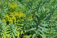 Euphorbia 'Blue Haze'
