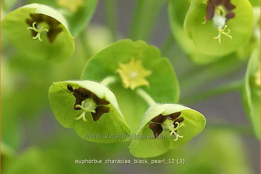 Euphorbia characias 'Black Pearl'