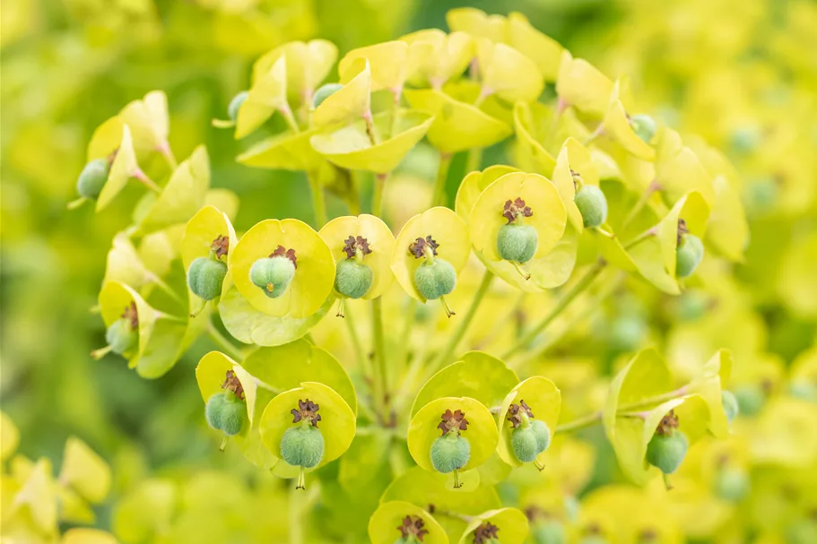 Euphorbia characias 'Black Pearl'