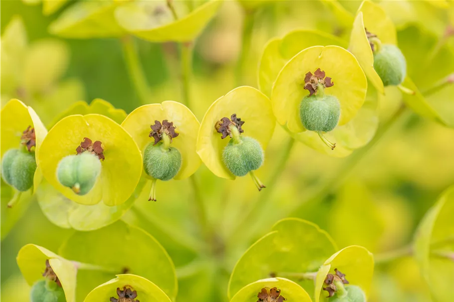 Euphorbia characias 'Black Pearl'