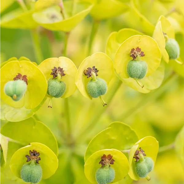 Euphorbia characias 'Black Pearl'