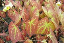 Epimedium x versicolor 'Sulphureum'