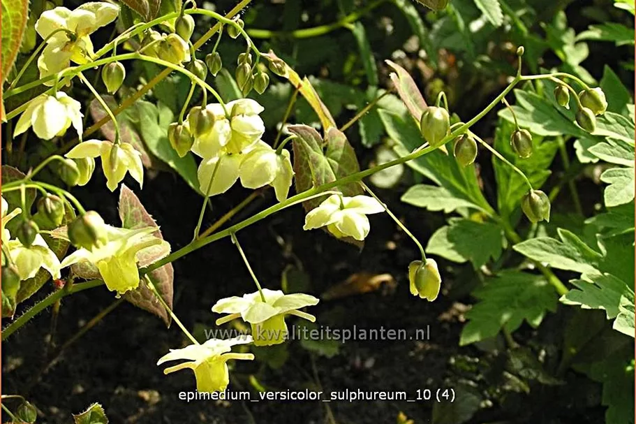 Epimedium x versicolor 'Sulphureum'