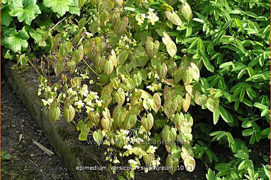 Epimedium x versicolor 'Sulphureum'