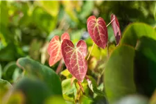 Epimedium x versicolor 'Sulphureum'