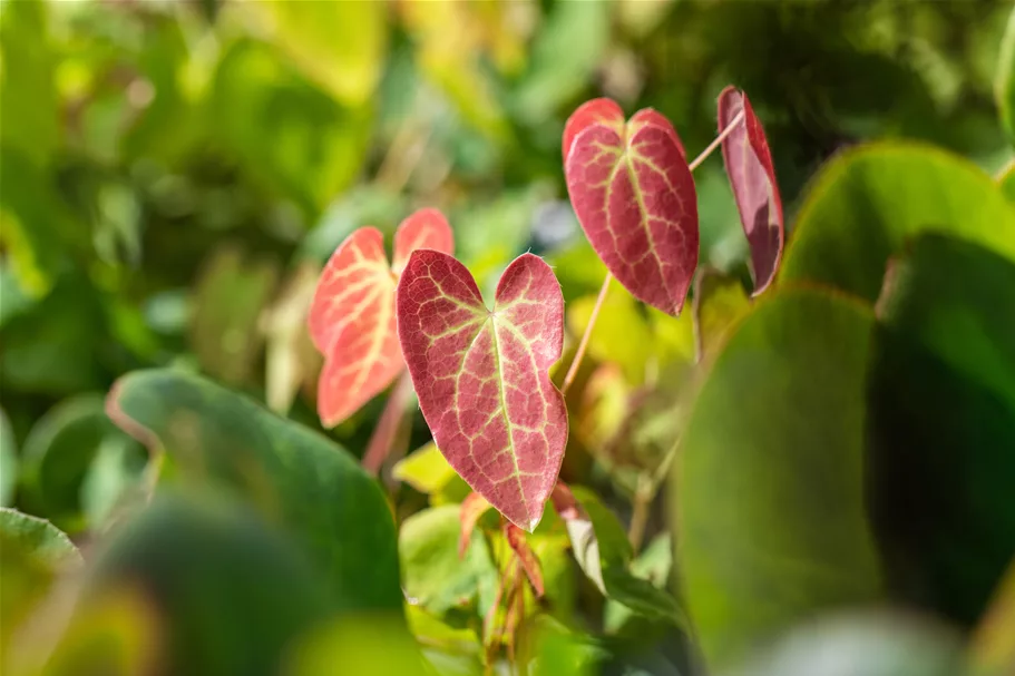 Epimedium x versicolor 'Sulphureum'