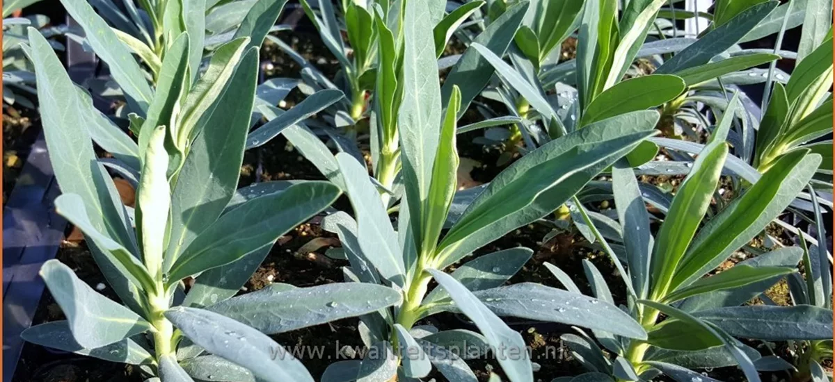 Euphorbia characias 'Blue Wonder'