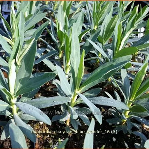 Euphorbia characias 'Blue Wonder'