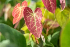 Epimedium x versicolor 'Sulphureum'