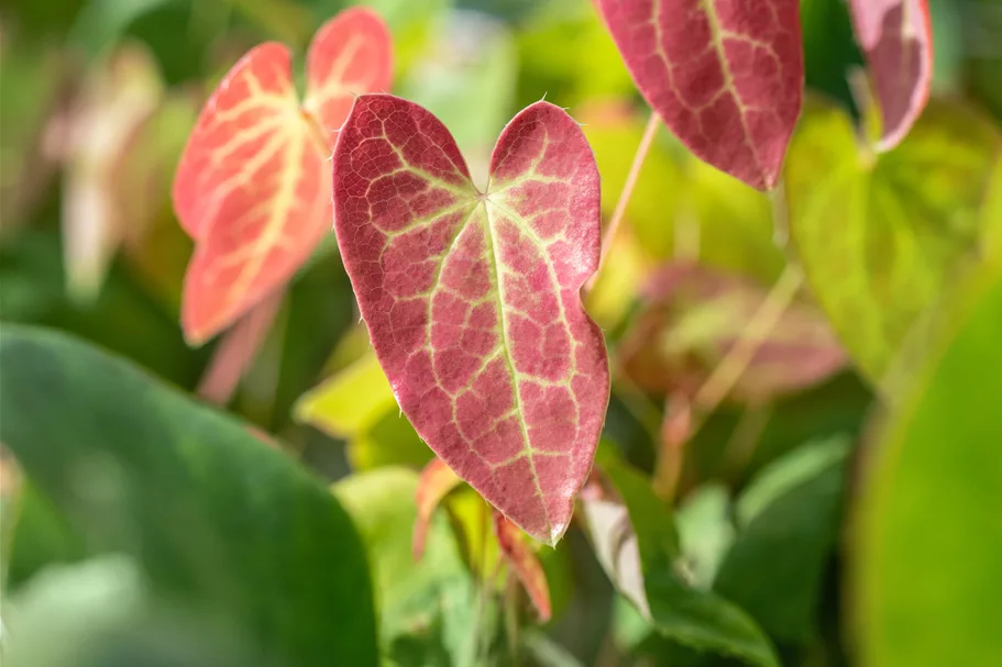 Epimedium x versicolor 'Sulphureum'