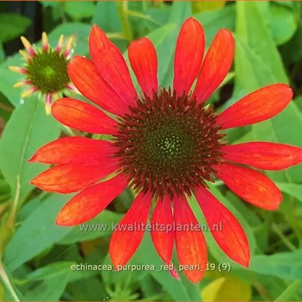Echinacea purpurea 'Red Pearl'