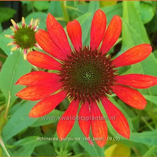 Echinacea purpurea 'Red Pearl'