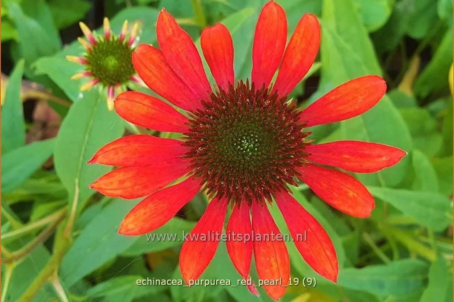 Echinacea purpurea 'Red Pearl'