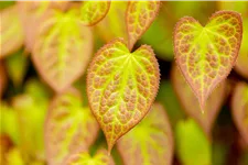 Epimedium x versicolor 'Sulphureum'