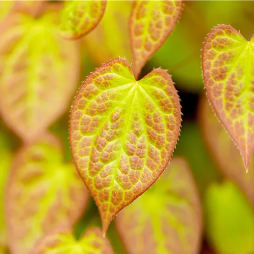 Epimedium x versicolor 'Sulphureum'