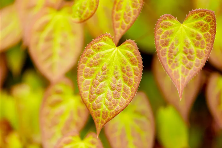 Epimedium x versicolor 'Sulphureum'