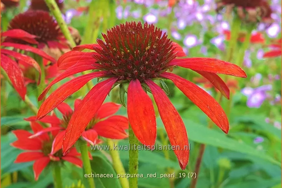 Echinacea purpurea 'Red Pearl'
