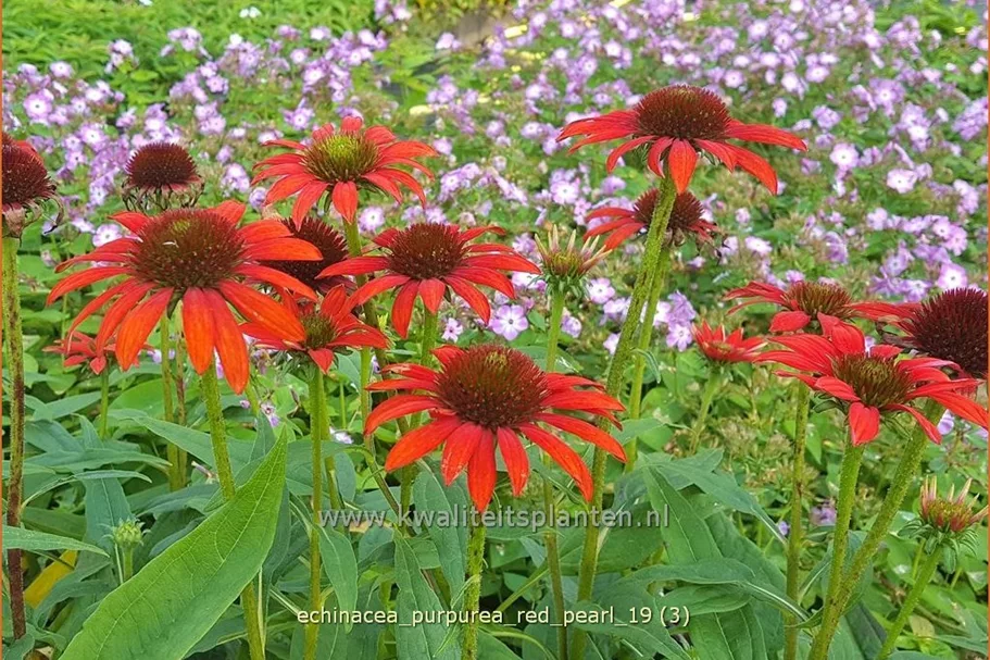 Echinacea purpurea 'Red Pearl'