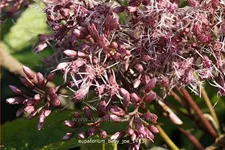 Eupatorium fistulosum 'Baby Joe'®