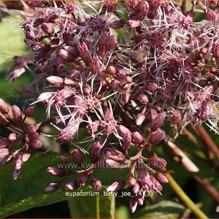 Eupatorium fistulosum 'Baby Joe'®