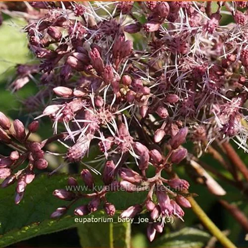 Eupatorium fistulosum 'Baby Joe'®