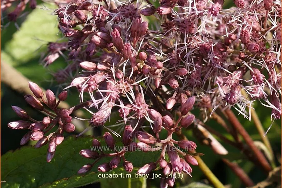 Eupatorium fistulosum 'Baby Joe'®