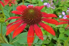 Echinacea purpurea 'Red Pearl'