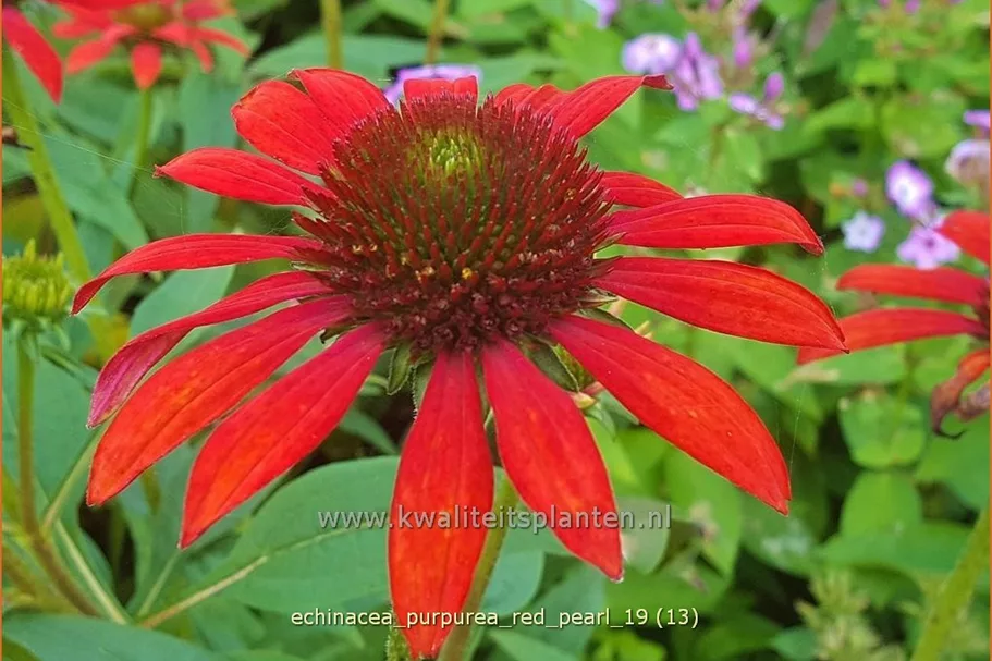 Echinacea purpurea 'Red Pearl'