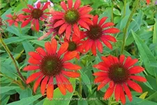 Echinacea purpurea 'Red Pearl'