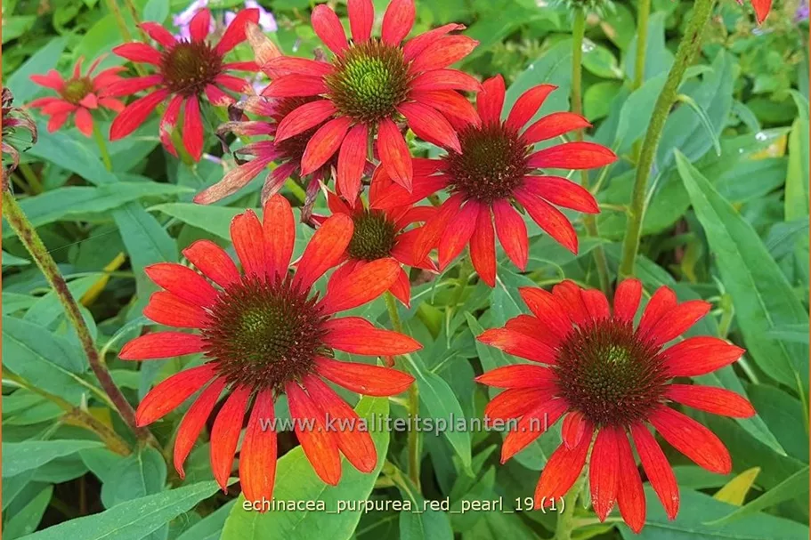 Echinacea purpurea 'Red Pearl'