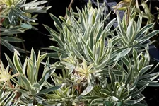 Euphorbia characias 'Emmer Green'