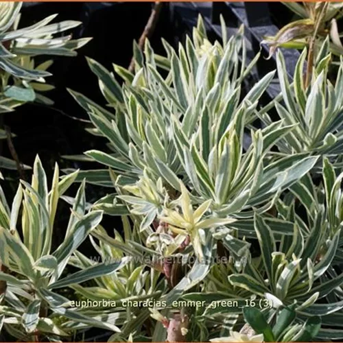 Euphorbia characias 'Emmer Green'
