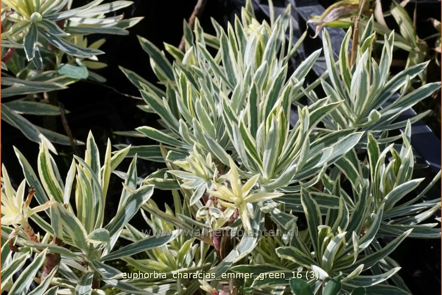 Euphorbia characias 'Emmer Green'