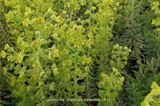 Euphorbia characias 'Forescate'