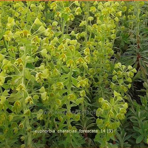 Euphorbia characias 'Forescate'