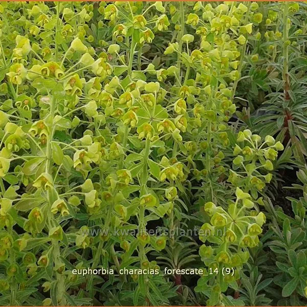 Euphorbia characias 'Forescate'