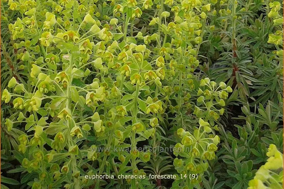 Euphorbia characias 'Forescate'