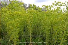 Euphorbia characias 'Forescate'