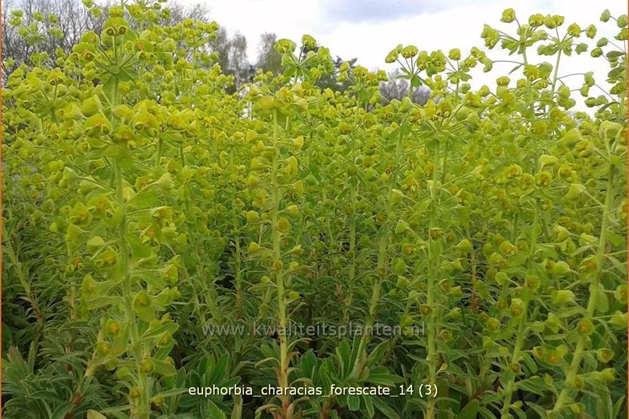 Euphorbia characias 'Forescate'
