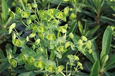 Euphorbia characias 'Forescate'