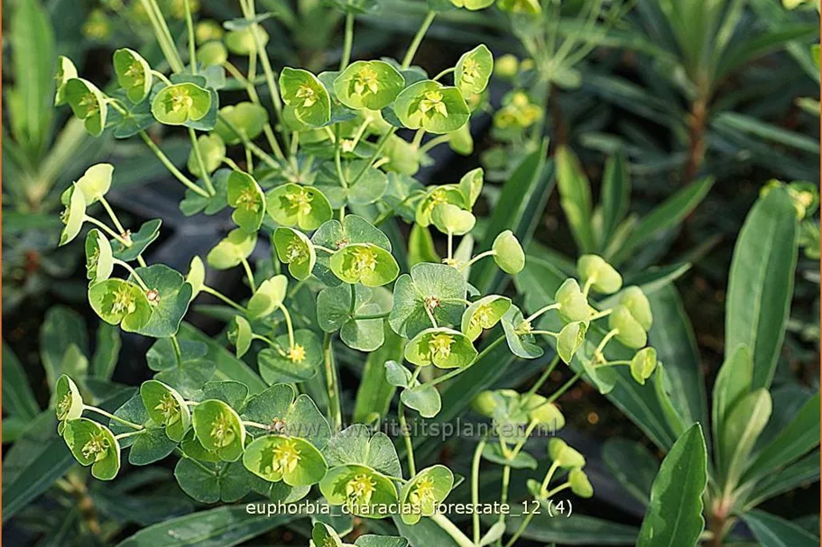 Euphorbia characias 'Forescate'