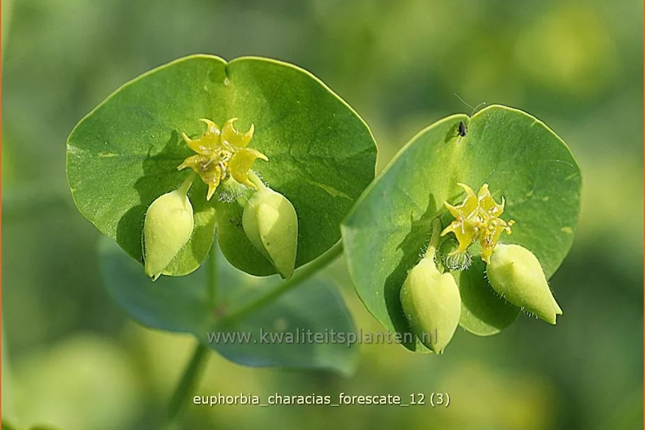 Euphorbia characias 'Forescate'