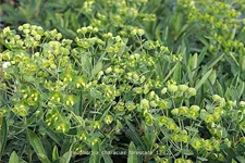 Euphorbia characias 'Forescate'