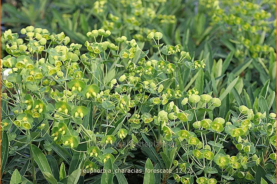 Euphorbia characias 'Forescate'