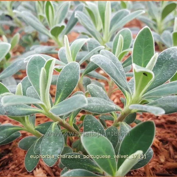 Euphorbia characias 'Portuguese Velvet'